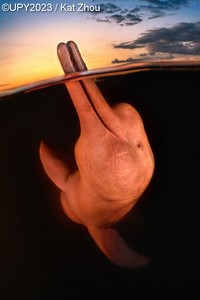 Underwater Photographer of the Year 2023