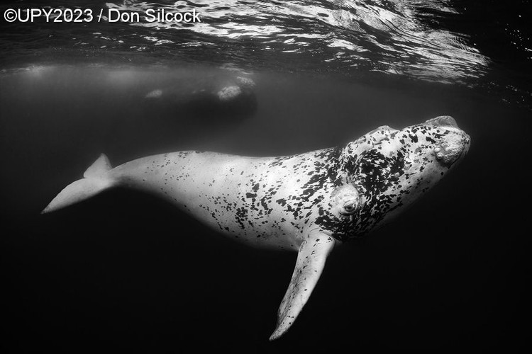 Underwater Photographer of the Year 2023