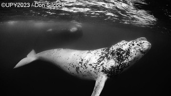 Pemenang kategori Black and White diraih Don Silcock. Gambar diambil pada pagi terakhir dari perjalanan lima hari ke Peninsula Valdés di Argentina, pada Agustus 2022, di bawah izin khusus untuk memasuki air. Induk yang terlihat di latar belakang menerima kehadiran kami dan membiarkan anaknya itu berinteraksi dengan kami. Itu sangat menyenangkan tetapi berhati-hati agar ekornya tidak memukul kami dan tampaknya sang paus juga sangat menikmati semuanya. Foto: Underwater Photographer of the Year