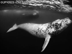 Karya Jawara Foto Underwater Bikin Takjub, Ada dari Indonesia!