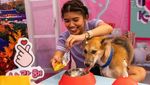 Potret Valentine Unik di Filipina: Kencan Sama Hewan Peliharaan