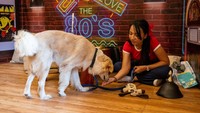 Tempat penampungan yang dijalankan oleh Philippine Animal Welfare Society (PAWS), membebankan tamu 500 hingga 1.000 peso ($9,12 - $18,24) untuk menghabiskan setengah jam dengan kencan berbulu. Biaya masuk ini akan digunakan untuk menjalankan tempat penampungan, yang merawat lebih dari 240 anjing dan kucing.