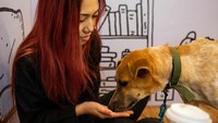 Salah seorang pengunjung nampak memberi makan seekor anjing dan begitu menikmati kencan dengan hewan berbulu itu.  