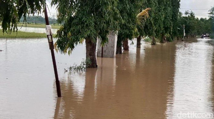 40 Hektar Tanaman Padi di Ngawi Gagal Penan Akibat Terendam Banjir