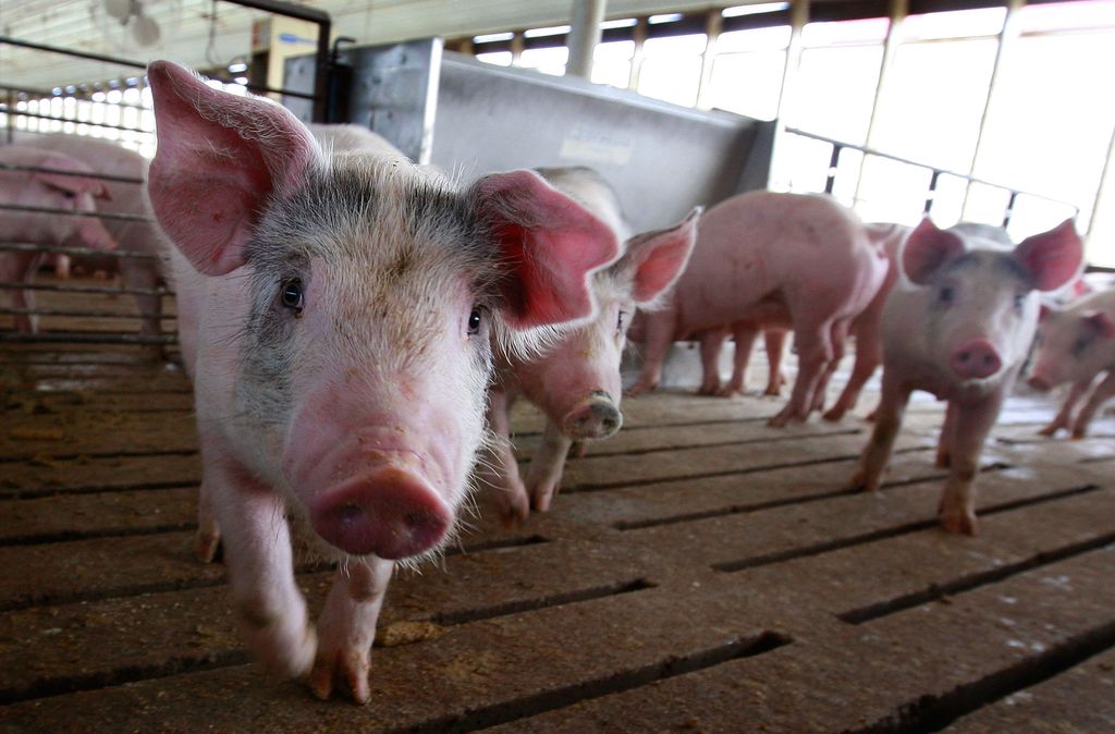 Babi dibesarkan di peternakan Gordon dan Jeanine Lockie 28 April 2009 di Elma, Iowa. Peternak babi yang terpukul oleh kenaikan harga pakan kini dihadapkan pada anjloknya harga babi yang sebagian didorong oleh kesalahpahaman tentang hubungan Flu Babi dengan makan daging babi dan larangan impor daging babi AS mentah baru-baru ini oleh beberapa negara. (File Foto - Scott Olson/Getty Images)