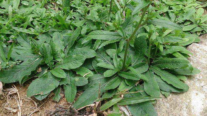 Daun tapak liman (Elephantopus scaber)