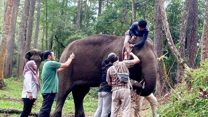 Gajah yang mati di Simalungun karena malnutrisi