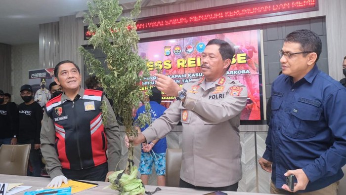 Kapolda Sulsel Irjen Nana Sudjana saat rilis kasus temuan ladang ganja.
