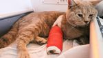 Kasihan, Kucing-kucing Gembul Ini Jadi Korban Gempa Turki
