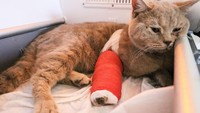 Sejumlah kucing yang berhasil diselamatkan mengalami luka di kakinya.  