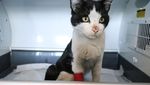 Kasihan, Kucing-kucing Gembul Ini Jadi Korban Gempa Turki