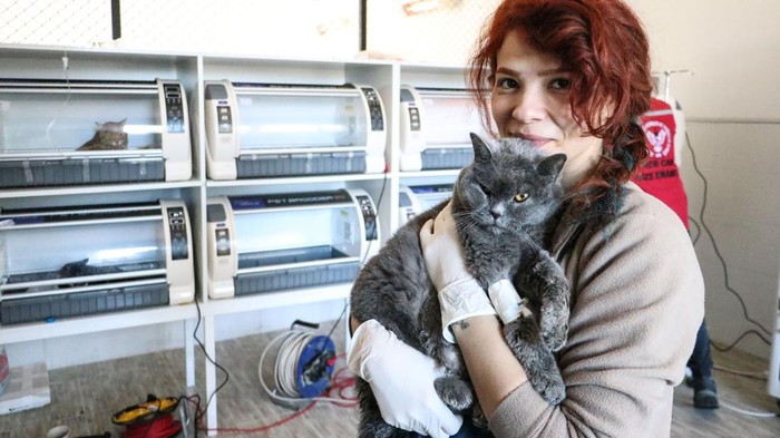 Kasihan, Kucing-kucing Gembul Ini Jadi Korban Gempa Turki KAHRAMANMARAS, TURKIYE - FEBRUARY 16: Animals left under the rubble during earthquakes are treated by volunteer veterinarians who go to the region, after 7.7 and 7.6 magnitude earthquakes in Kahramanmaras, Turkiye, on February 16, 2023. On Feb. 06, a strong 7.7 earthquake, centered in the Pazarcik district, jolted Kahramanmaras and strongly shook several provinces, including Gaziantep, Sanliurfa, Diyarbakir, Adana, Adiyaman, Malatya, Osmaniye, Hatay, and Kilis. Later, at 13.24 p.m. (1024GMT), a 7.6 magnitude quake centered in Kahramanmaras' Elbistan district struck the region. (Photo by Firat Ozdemir/Anadolu Agency via Getty Images)