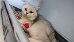Kasihan, Kucing-kucing Gembul Ini Jadi Korban Gempa Turki