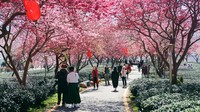 Kereta wisata berwarna merah muda melewati taman sakura di Longyan, Provinsi Fujian, China, Kamis (16/2/2023).