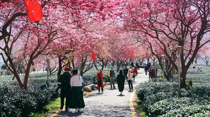 Menyusuri Pesona Taman Sakura di China dengan Kereta Pink LONGYAN, CHINA - FEBRUARY 16: A pink sightseeing bus travels through cherry blossoms at a tea garden on February 16, 2023 in Longyan, Fujian Province of China. (Photo by Li Yishuang/VCG via Getty Images)
