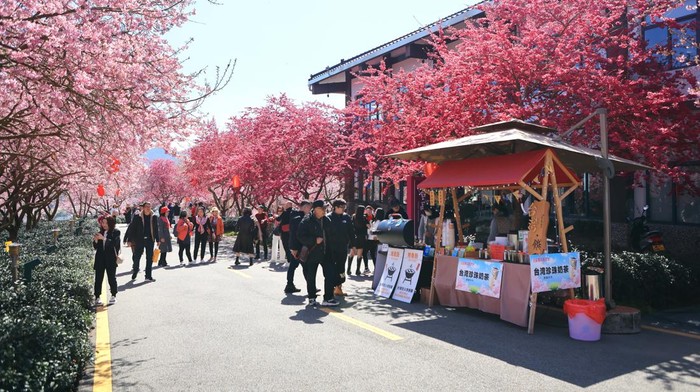 Menyusuri Pesona Taman Sakura di China dengan Kereta Pink LONGYAN, CHINA - FEBRUARY 16: A pink sightseeing bus travels through cherry blossoms at a tea garden on February 16, 2023 in Longyan, Fujian Province of China. (Photo by Li Yishuang/VCG via Getty Images)