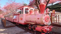 Pengunjung bisa berkeliling menggunakan kereta wisata untuk menikmati keindahan bunga sakura.