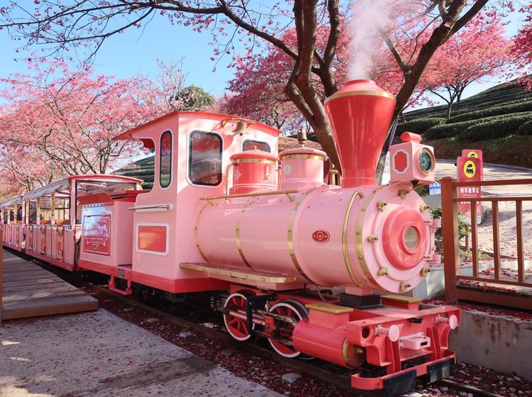 Menyusuri Pesona Taman Sakura dengan Kereta Merah Muda