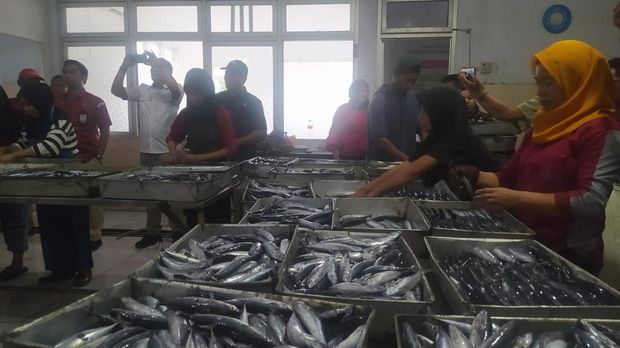 Pemprov Sultra mengekspor 41 ton ikan tongkol dan gurita ke Yunani.