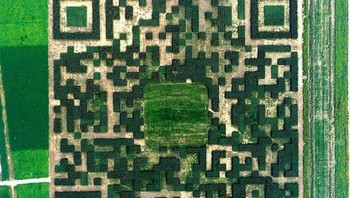 Dalam Upaya Meningkatkan Pariwisata Desa Xinhua Di China Membangun Kode Qr Raksasa Dari 130.000 Pohon Sehingga Dapat Dipindai Dengan Melewati Pesawat Foto: Reddit via Boredpanda