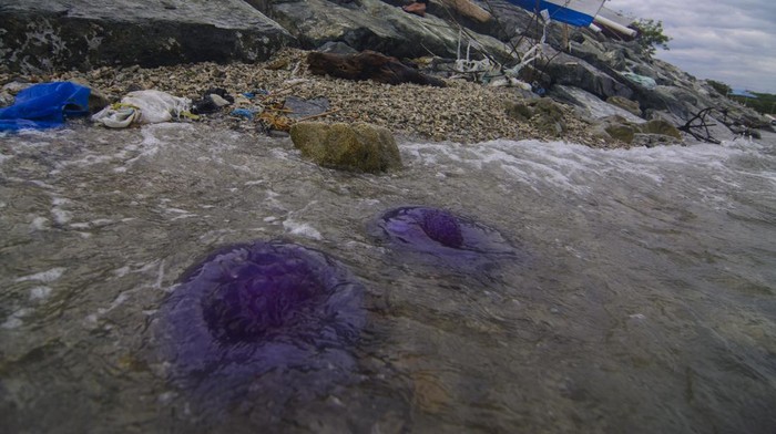Penampakan Ubur-ubur Ungu yang Terdampar di Pantai Teluk Palu Sulteng Warga mengangkat ubur-ubur ungu atau ubur-ubur mahkota (Cephea cephea) yang terdampar di Pantai Teluk Palu, Sulawesi Tengah, Jumat (17/2/2023). Puluhan ubur-ubur berdiameter antara 30cm sampai 50cm yang berhabitat di laut dalam sekitar Laut Pasifik dan Atlantik Timur dan juga ditemukan di pesisir Pantai Selatan Sydney Australia itu diduga terbawa angin kencang dan arus laut selain karena faktor perubahan iklim. ANTARA FOTO/Basri Marzuki/foc.