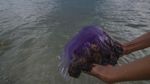 Penampakan Ubur-ubur Ungu yang Terdampar di Pantai Teluk Palu Sulteng