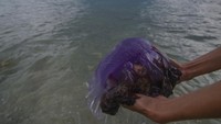 Ubur-ubur ungu ini diduga terdampar karena terbawa angin kencang dan arus laut selain karena faktor perubahan iklim. 
