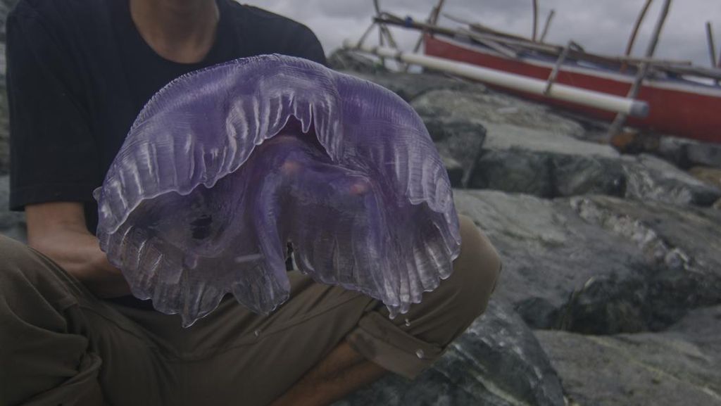 Penampakan Ubur-ubur Ungu yang Terdampar di Pantai Teluk Palu Sulteng