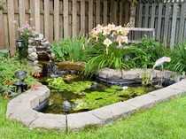 Air Kolam Berubah Hijau Berbahaya buat Ikan, Begini Cara Atasinya