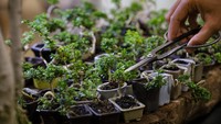 Bonsai mini dengan ukuran 2-10 cm ini dijual dengan harga Rp 50 ribu hingga Rp 2.5 juta per tanaman. Tanaman bonsai mini tersebut mengalami peningkatan penjualan hingga 40 persen, yakni kisaran 6 pohon menjadi 8 pohon per bulan.   