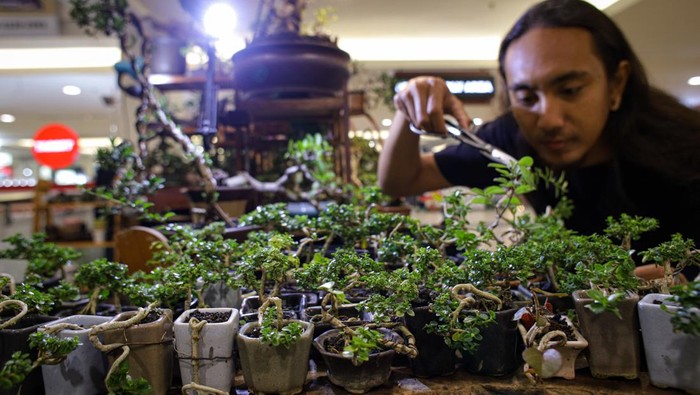 Tanaman Sebesar Kelingking Ini Harganya Tembus Rp 2,5 Juta! Perajin melakukan perawatan bonsai shito (bonsai mini) di Surabaya, Jawa Timur, Jumat (17/2/2023). Bonsai mini dengan ukuran 2-10 cm yang dijual dengan harga Rp50 ribu hingga Rp2.5 juta per tanaman tersebut mengalami peningkatan penjualan hingga 40 persen yakni kisaran 6 pohon menjadi 8 pohon per bulan dan berharap kepada pemerintah agar ke depan mendapat pelatihan terkait ekspor karena banyaknya tawaran pembelian dari luar negeri namun terkendala pengiriman dan perizinan. ANTARA FOTO/Rizal Hanafi/Zk/foc.
