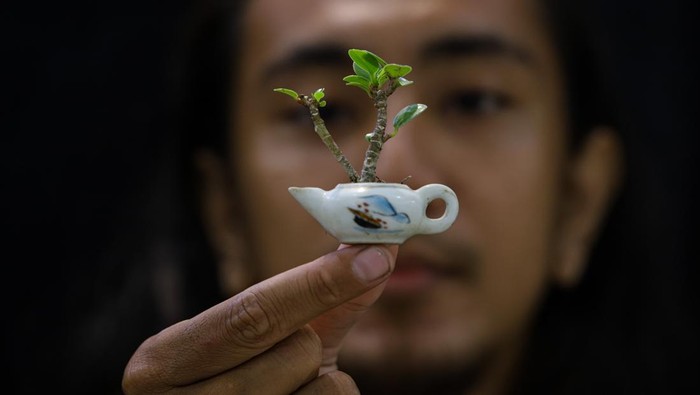 Tanaman Sebesar Kelingking Ini Harganya Tembus Rp 2,5 Juta! Perajin melakukan perawatan bonsai shito (bonsai mini) di Surabaya, Jawa Timur, Jumat (17/2/2023). Bonsai mini dengan ukuran 2-10 cm yang dijual dengan harga Rp50 ribu hingga Rp2.5 juta per tanaman tersebut mengalami peningkatan penjualan hingga 40 persen yakni kisaran 6 pohon menjadi 8 pohon per bulan dan berharap kepada pemerintah agar ke depan mendapat pelatihan terkait ekspor karena banyaknya tawaran pembelian dari luar negeri namun terkendala pengiriman dan perizinan. ANTARA FOTO/Rizal Hanafi/Zk/foc.