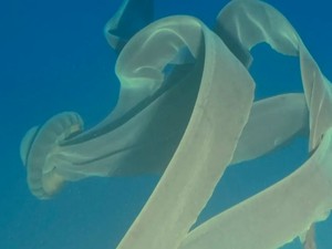 Langka! Ubur-ubur Hantu Raksasa Panjangnya 10 Meter