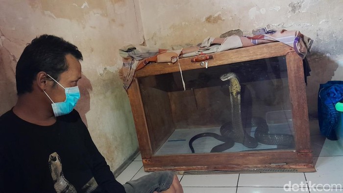 Ujang dan king kobra peliharaannya di Pangandaran