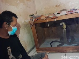 Peringatan Ujang Sang Pawang Ular soal Bahaya Pelihara King Kobra