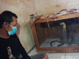 Peringatan Ujang Sang Pawang Ular soal Bahaya Pelihara King Kobra