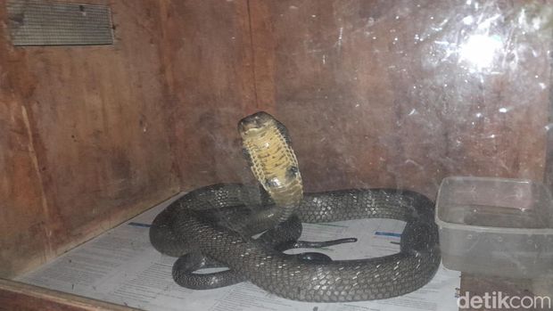 Ujang dan king kobra peliharaannya di Pangandaran