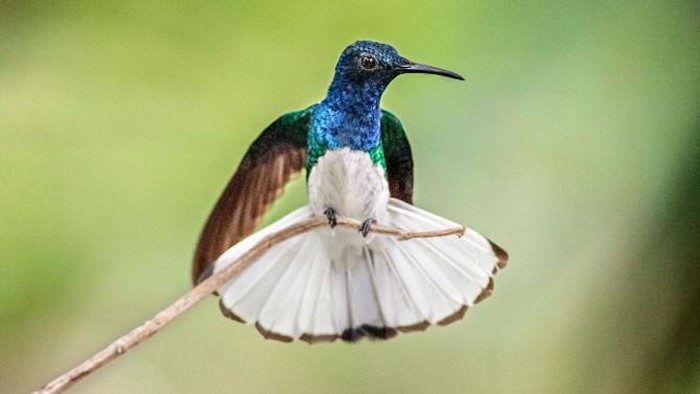 White-necked jacobin hummingbird