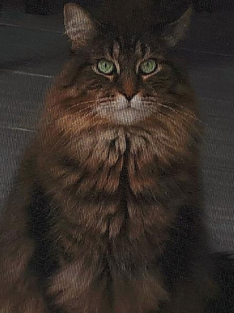 Lagi menuang cat, tanpa sengaja terciptalah gambar mirip pepohonan. Foto: Wikeni via Bored Panda