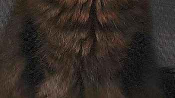 Foto kucing yang diambil dari balik pelapis pintu, jadi kayak lukisan di atas kanvas. Foto:-SkeptiCat