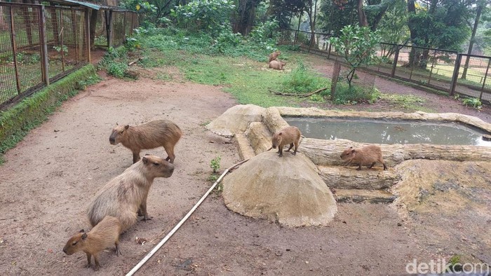 Hewan Kapibara di Taman Margasatwa Ragunan (Rumondang/detikcom)