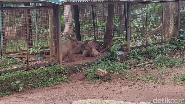 Hewan kapibara sedang ramai diperbincangkan warganet di medsos. Hewan pengerat ini sampai memiliki panggilan sendiri dari warganet: Masbro. (Rumondang Naibaho/detikcom) Hewan kapibara sedang ramai diperbincangkan warganet di medsos. Hewan pengerat ini sampai memiliki panggilan sendiri dari warganet: Masbro. (Rumondang Naibaho/detikcom)