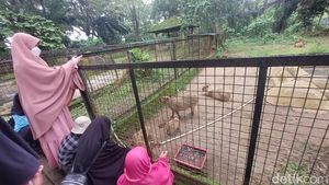 Melihat Kapibara di Ragunan, Pengerat yang Viral Dikenal Masbro
