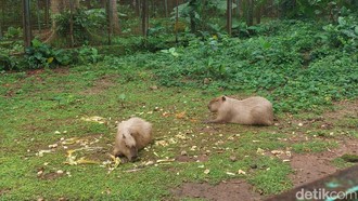 Kapibara Rio de Janeiro Jadi Daya Tarik Wisata, tapi Ada yang Tega Menyiksa Brutal