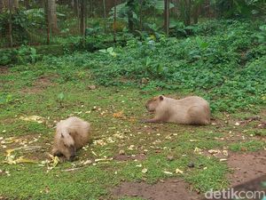 Mengenal Capybara, Hewan Pengerat yang Viral Disebut Masbro