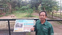 Pengelola Taman Margasatwa (TM) Ragunan mengatakan terdapat peningkatan antusias pengunjung yang hendak melihat kapibara Masbro yang tengah viral di medsos. (Rumondang Naibaho/detikcom)