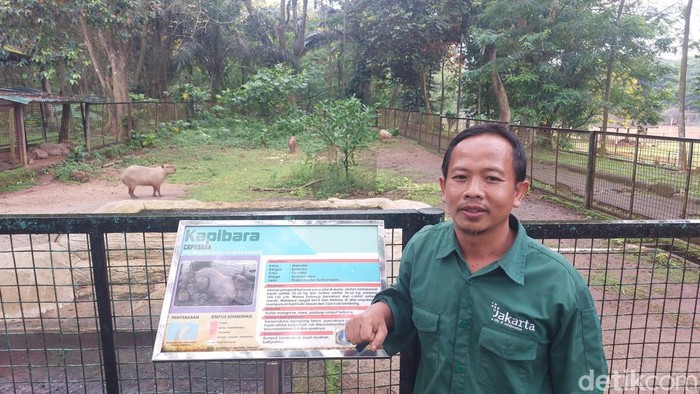 Hewan kapibara sedang ramai diperbincangkan warganet di medsos. Hewan pengerat ini sampai memiliki panggilan sendiri dari warganet: Masbro. (Rumondang Naibaho/detikcom)