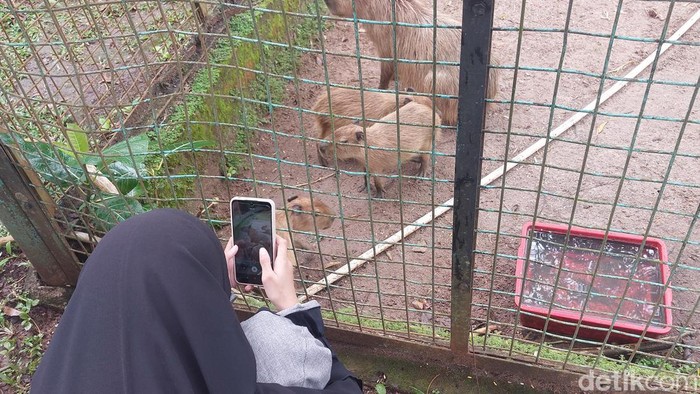 Hewan kapibara sedang ramai diperbincangkan warganet di medsos. Hewan pengerat ini sampai memiliki panggilan sendiri dari warganet: Masbro. (Rumondang Naibaho/detikcom)