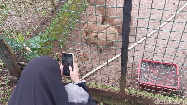 Hewan kapibara sedang ramai diperbincangkan warganet di medsos. Hewan pengerat ini sampai memiliki panggilan sendiri dari warganet: Masbro. (Rumondang Naibaho/detikcom)