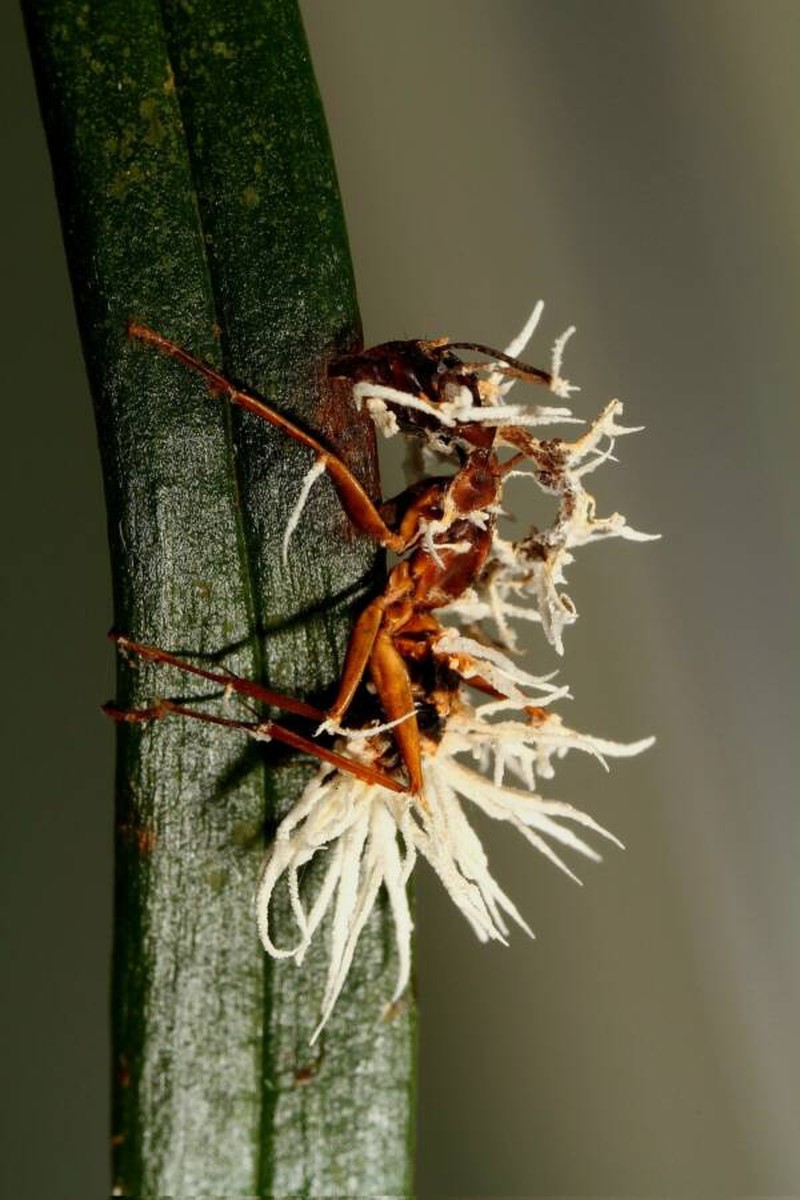 Hewan terinfeksi cordyceps